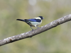 Stilpnia cyanoptera