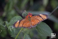 Dryas iulia alcionea