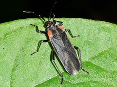 Acroleucus coxalis