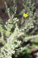 Hibbertia crinita