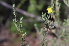 Hibbertia crinita