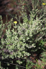Hibbertia crinita