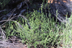 Hibbertia crinita