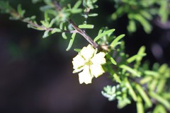 Hibbertia crinita