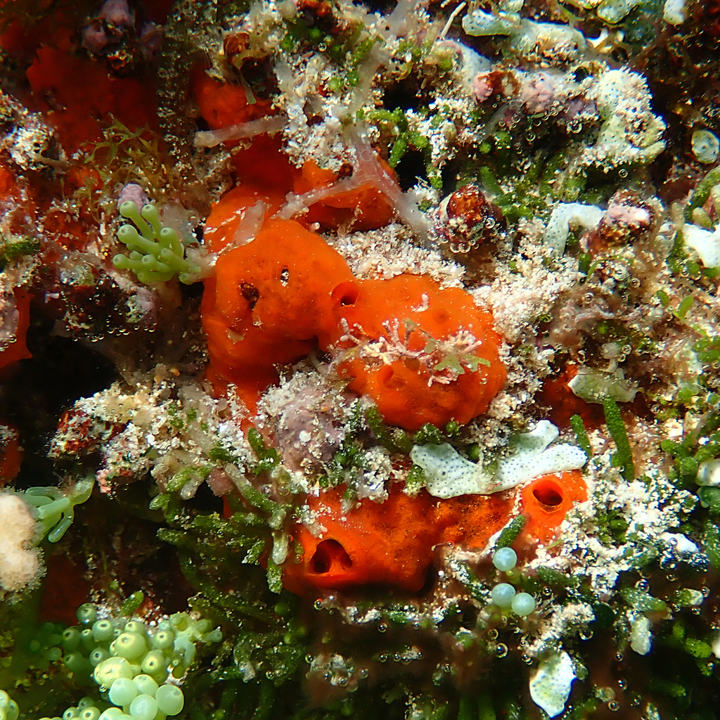 Orange sponge