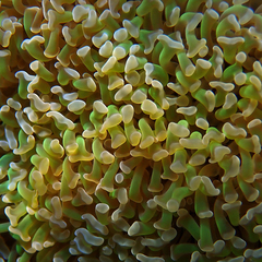 Fimbriaphyllia ancora