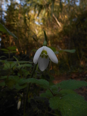 Galanthus reginae-olgae