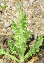 Tyrimnus leucographus