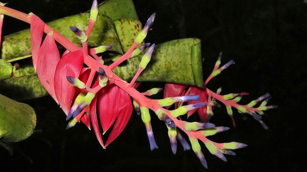Quesnelia marmorata
