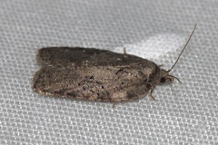 Acleris chalybeana