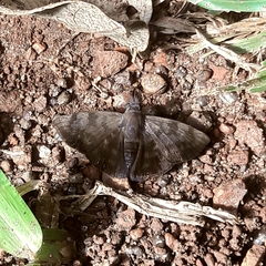 Pellicia ranta rancida