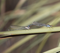 Argia cuprea