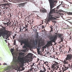 Pellicia ranta rancida
