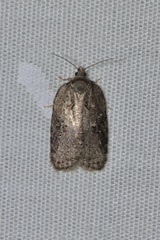 Acleris chalybeana