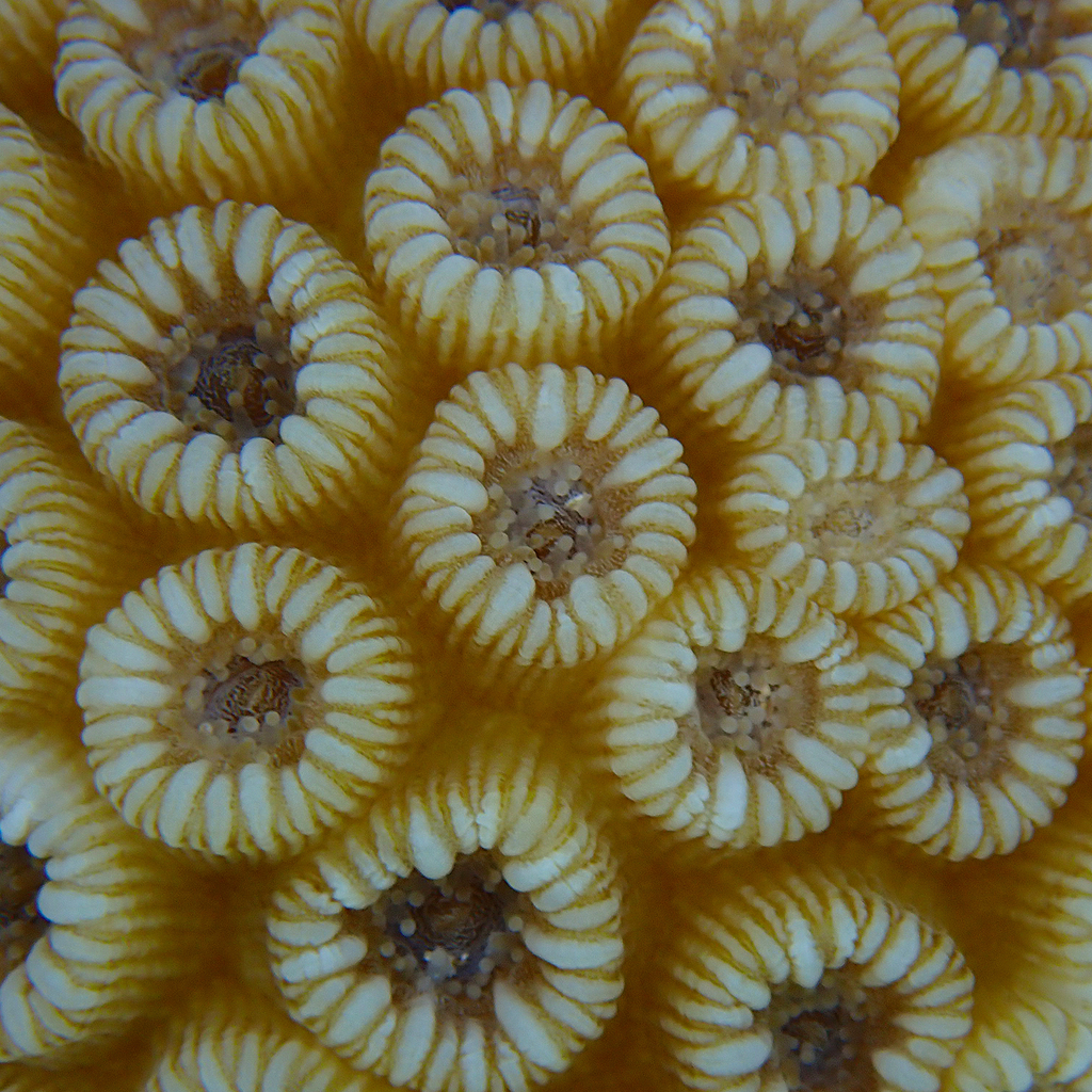 false knob coral