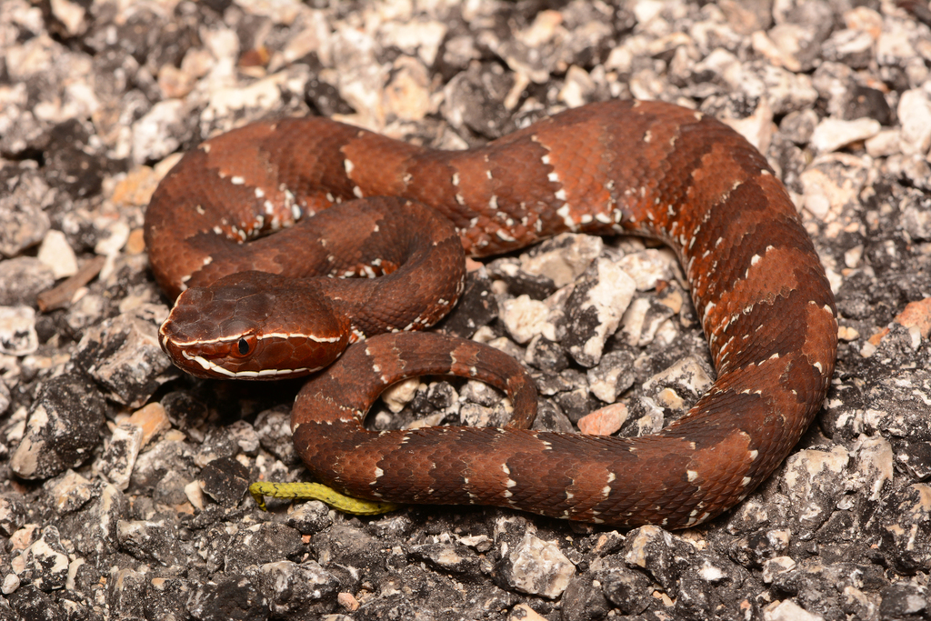 Cantil yucateco (Anfibios y Reptiles del Estado de Yucatán ...