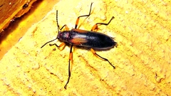 Strongylium flavicrus