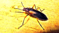 Strongylium flavicrus