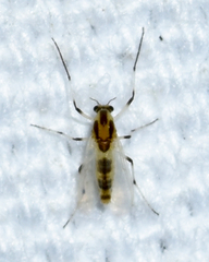 Cricotopus sylvestris