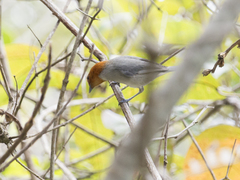 Thlypopsis fulviceps