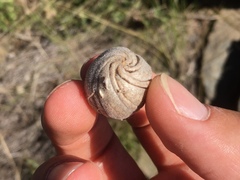 Blumenbachia insignis