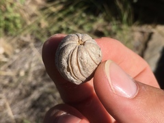 Blumenbachia insignis