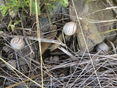 Blumenbachia insignis