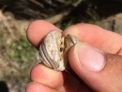 Blumenbachia insignis