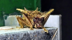 Megabasis speculifera