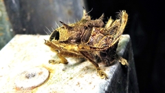 Megabasis speculifera