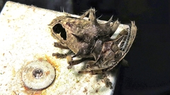 Megabasis speculifera