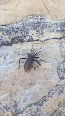 Piezogaster basilicus