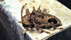 Megabasis speculifera