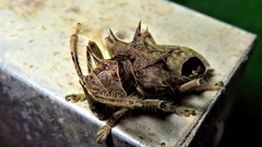 Megabasis speculifera