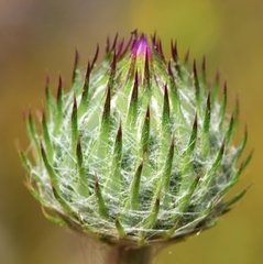 Tyrimnus leucographus