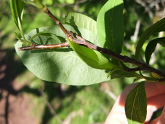 Lonicera ciliosa