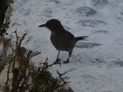 Pseudoseisura gutturalis