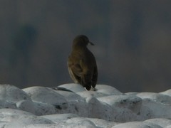 Pseudoseisura gutturalis