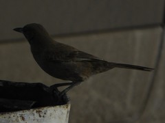 Pseudoseisura gutturalis