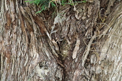 Juniperus virginiana