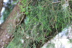 Juniperus virginiana