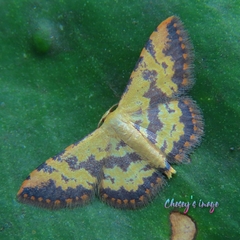 Idaea phaeocrossa