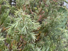 Suaeda linearis