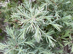 Suaeda linearis