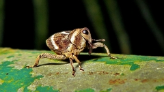 Copturus