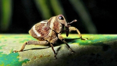 Copturus