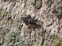 Laphria cinerea