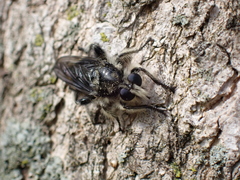 Laphria cinerea