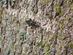 Laphria cinerea