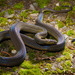 Odd-scaled Snakes - Photo (c) cleanylee, some rights reserved (CC BY)